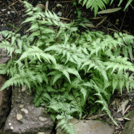 Athyrium niponicum var. Pictum