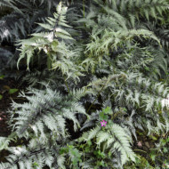 Athyrium niponicum var. Pictum