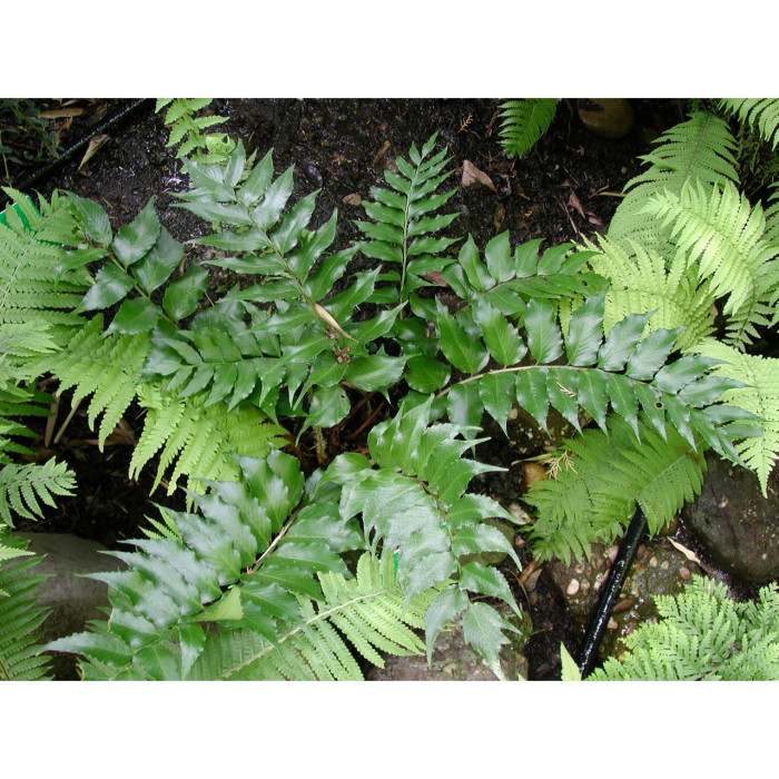 Cyrtomium falcatum