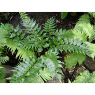 Cyrtomium falcatum