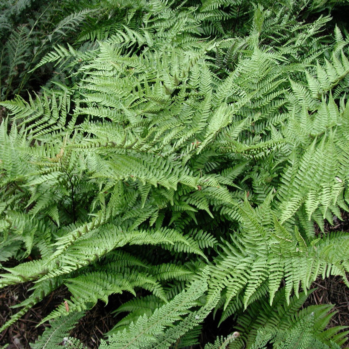 Dryopteris erythrosora