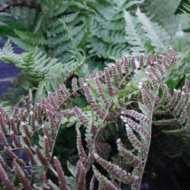 Dryopteris erythrosora