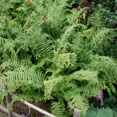 Dryopteris filix mas 'Crispa Cristata'