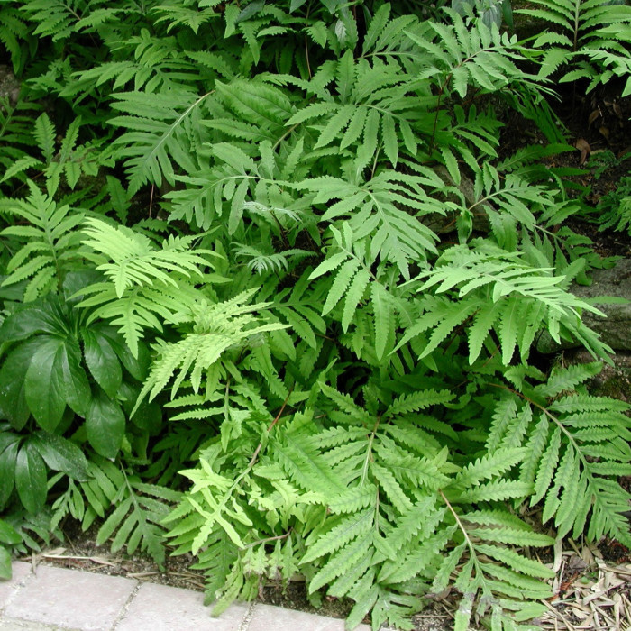 Onoclea sensibilis