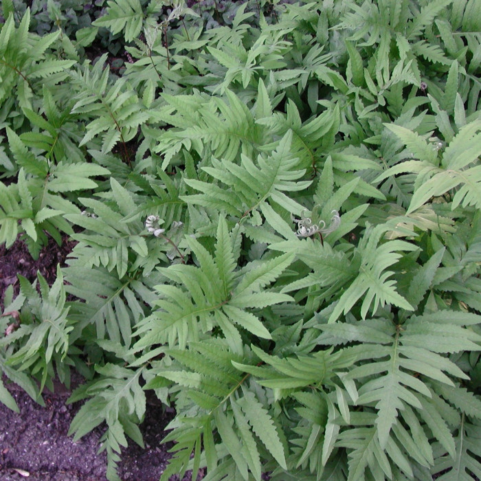 Onoclea sensibilis