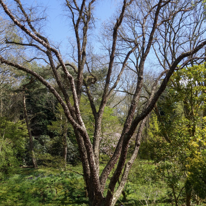 Betula nigra