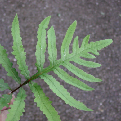 Onoclea sensibilis