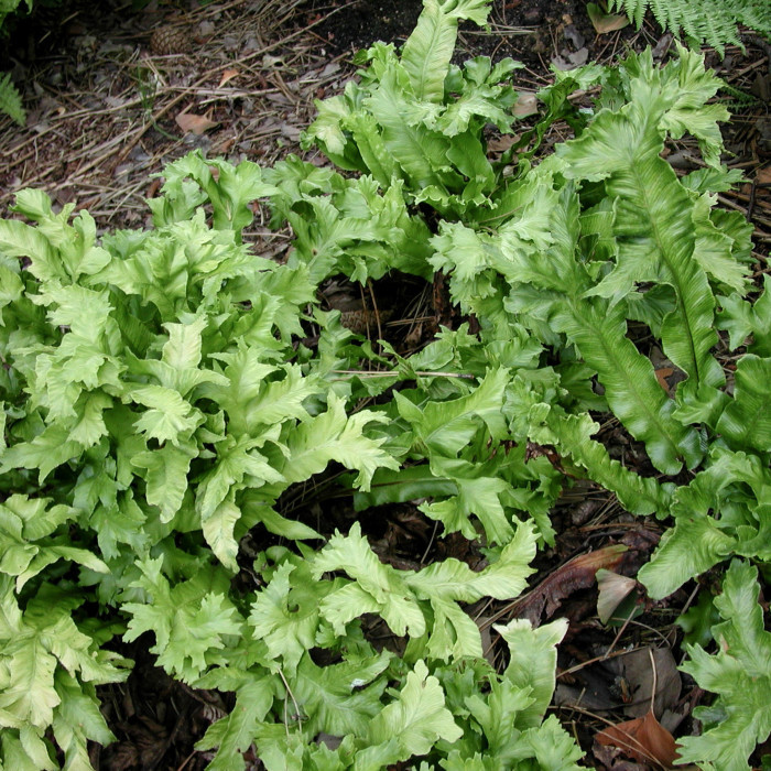 Asplenium scolodendrium 'Cristatum'