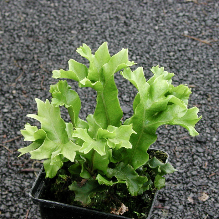 Asplenium scolodendrium 'Cristatum'