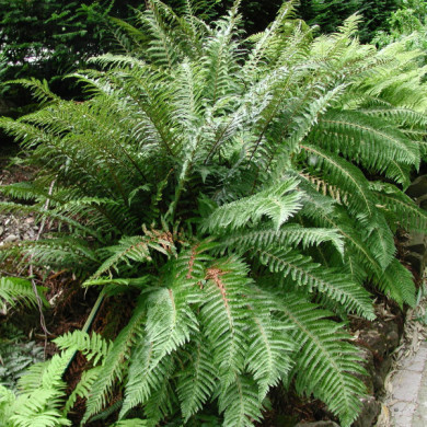 Polystichum setiferum