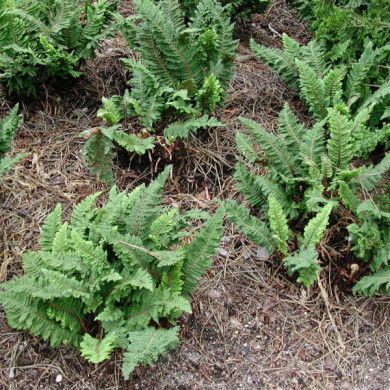 Polystichum setiferum 'Congestum'