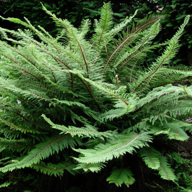 Polystichum setiferum 'Dahlem'