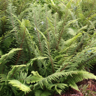 Polystichum setiferum 'Dahlem'