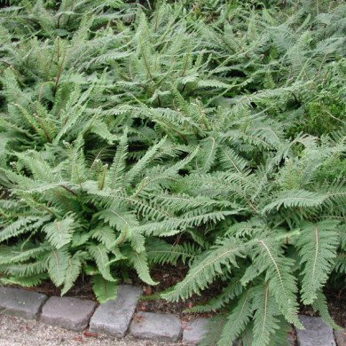 Polystichum setiferum 'Proliferum'