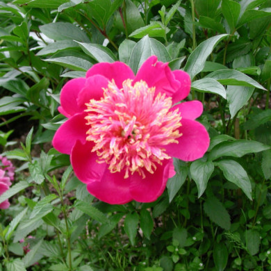 Paeonia lactiflora Rose