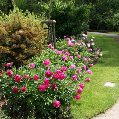 Paeonia lactiflora Rose