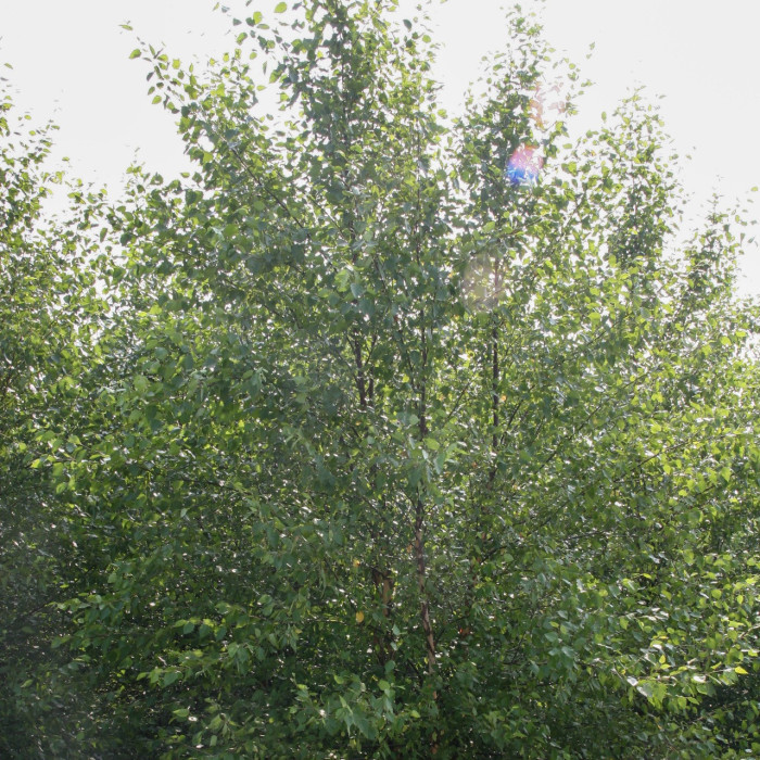 Betula nigra