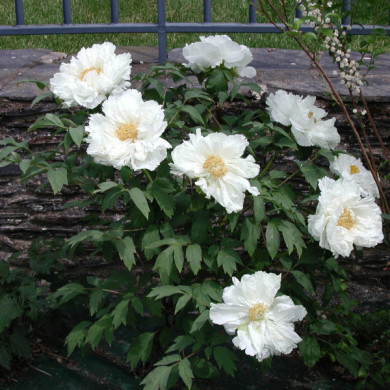 Paeonia lactiflora Blanc