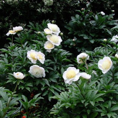 Paeonia lactiflora Blanc