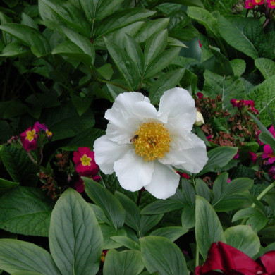 Paeonia lactiflora Blanc