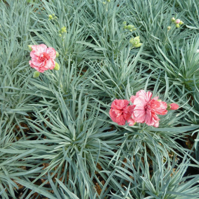 Dianthus allwoodii 'Helen'