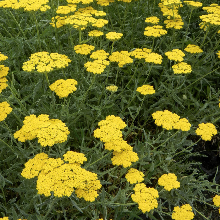 Achillea 'Coronation Gold'