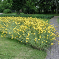 Achillea 'Coronation Gold'