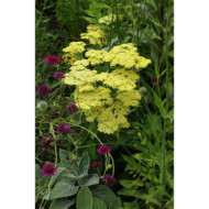 Achillea filipendulina 'Gold Plate'
