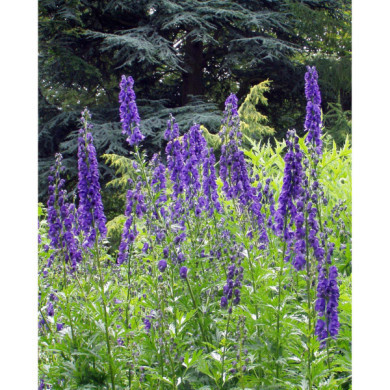 Aconitum napellus