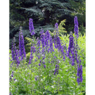 Aconitum napellus
