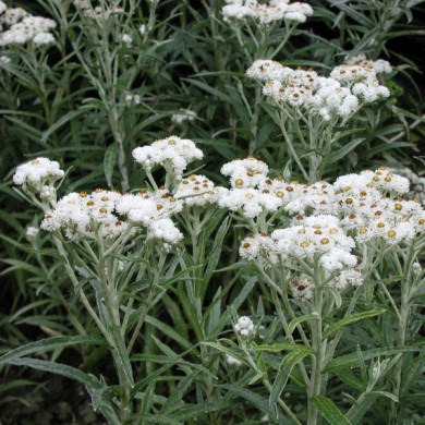 Anaphalis margaritacea