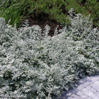 Artemisia stellariana