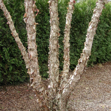 Betula nigra