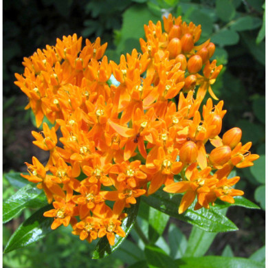 Asclepias tuberosa