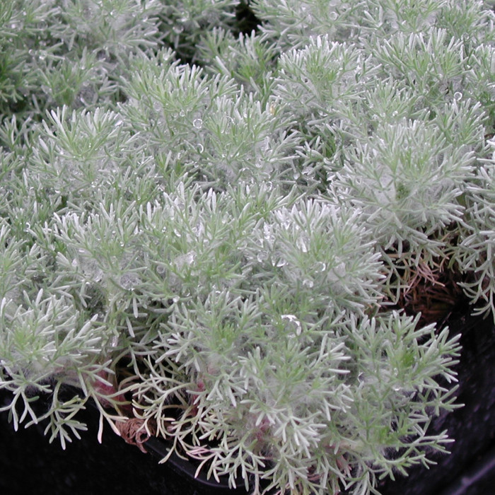Cotula hispida