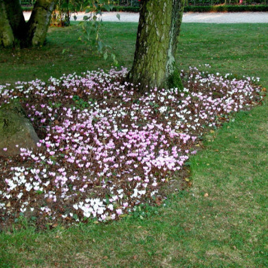 Cyclamen hederifolium