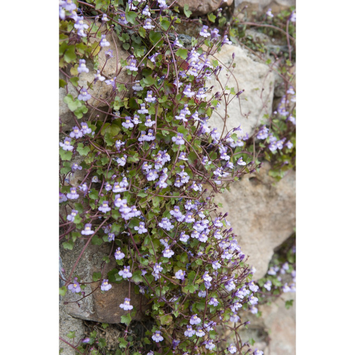 Cymbalaria muralis