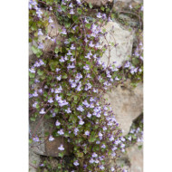 Cymbalaria muralis