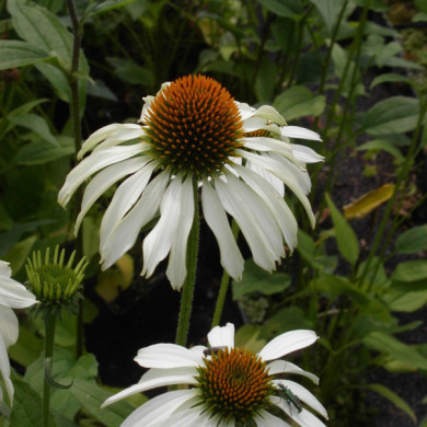 Echinacea purpurea 'Alba'