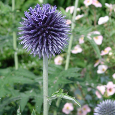 Echinops bannaticus 'Blue Globe'