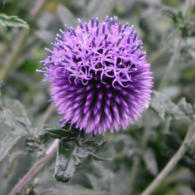 Echinops ritro 'Veitch's Blue'