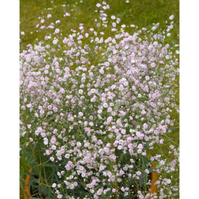 Gypsophila paniculata 'Flamingo'