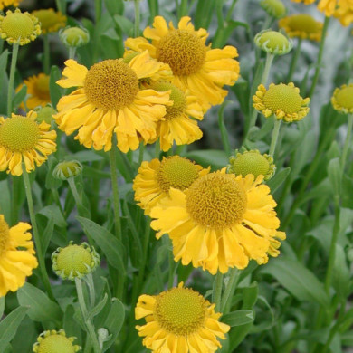 Helenium autumnale 'Pumilum Magnificum'