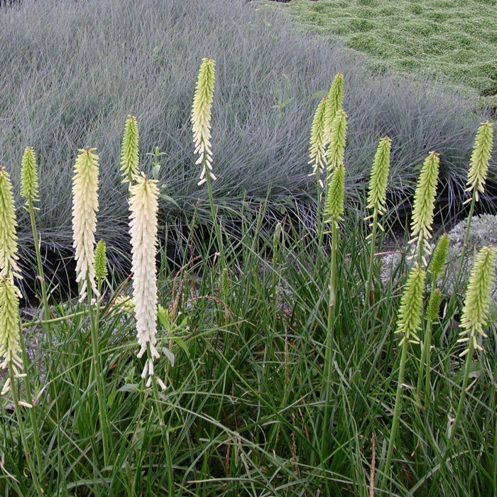 Kniphofia 'Little Maid'