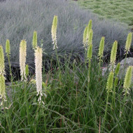 Kniphofia 'Little Maid'