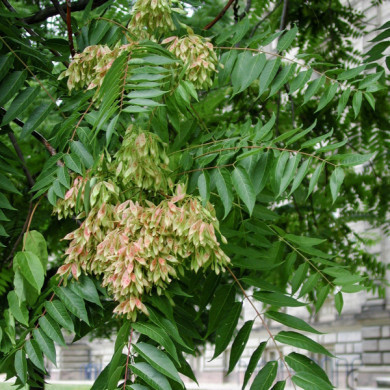 Ailanthus altissima