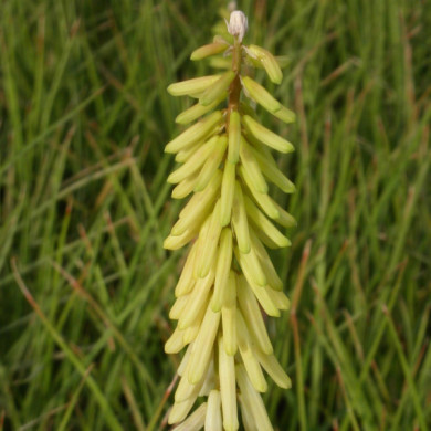 Kniphofia 'Little Maid'