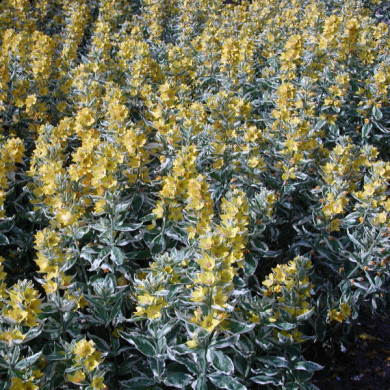 Lysimachia punctata Alexander