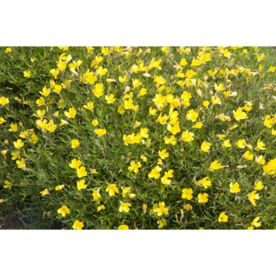 Oenothera 'African Sun'®