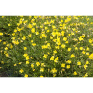 Oenothera 'African Sun'®